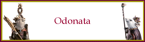 Odonata