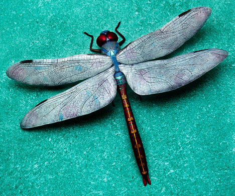 Odonata