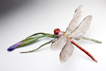 Dragonfly at Rest